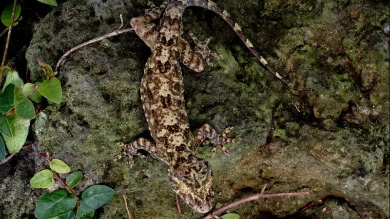 New_Dark_Green_Gecko_Discovery_in_Hainan_Rainforest