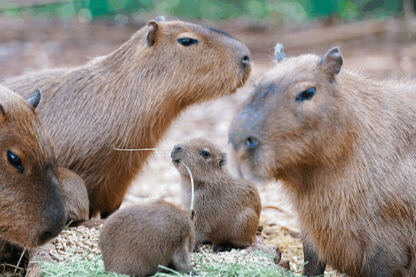 New Wildlife Stars Shine at Yunnan Park This Holiday New_Wildlife_Stars_Shine_at_Yunnan_Park_This_Holiday