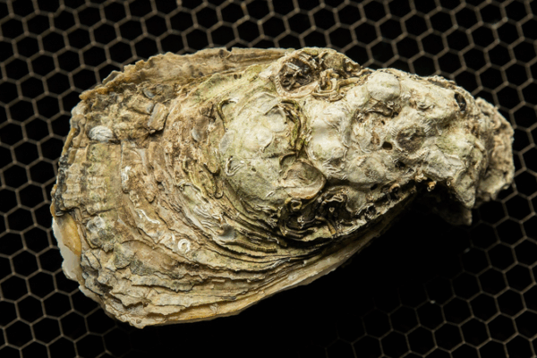 Oyster Fossils Unveil Hidden Climate History! Oyster_Fossils_Unveil_Hidden_Climate_History_
