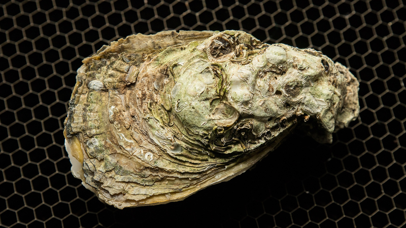 Oyster_Fossils_Unveil_Hidden_Climate_History_