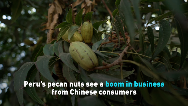 Peruvian_Pecan_Buzz__Chinese_Consumers_Fuel_the_Boom video poster