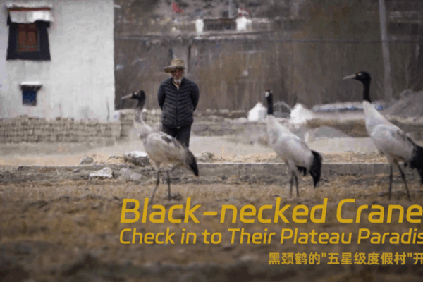 Plateau Paradise: Black-Necked Cranes Light Up Iianda Plateau_Paradise__Black_Necked_Cranes_Light_Up_Iianda video poster