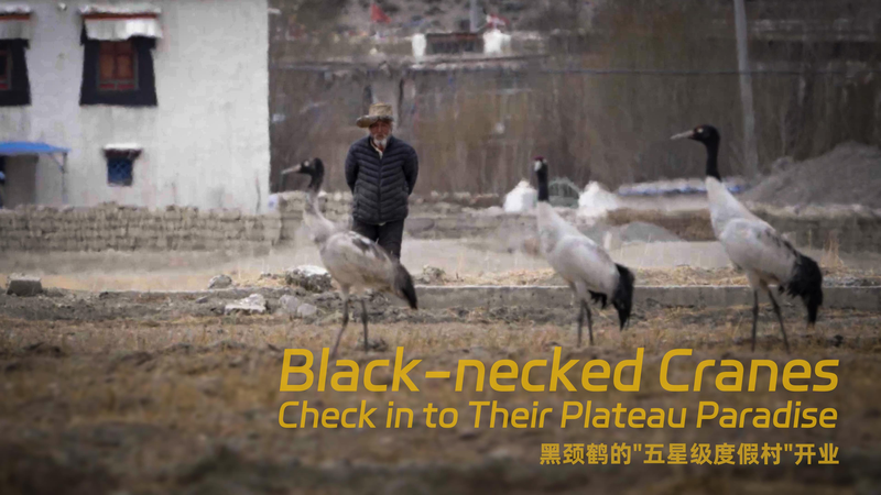 Plateau_Paradise__Black_Necked_Cranes_Light_Up_Iianda video poster
