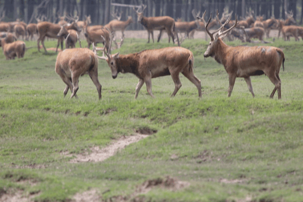 Epic Stag Battles Unfold in Dongting Lake’s Deer Herd Epic Stag Battles Unfold in Dongting Lake’s Deer Herd video poster
