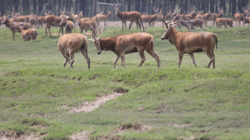 Q8AT5CHRWPTV6DKSJVGB - Namaste Headlines Epic Stag Battles Unfold in Dongting Lake’s Deer Herd video poster