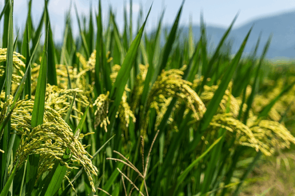 Beneficial Microbes: Nature’s Boost for Maize Yields in NW China Beneficial Microbes: Nature’s Boost for Maize Yields in NW China
