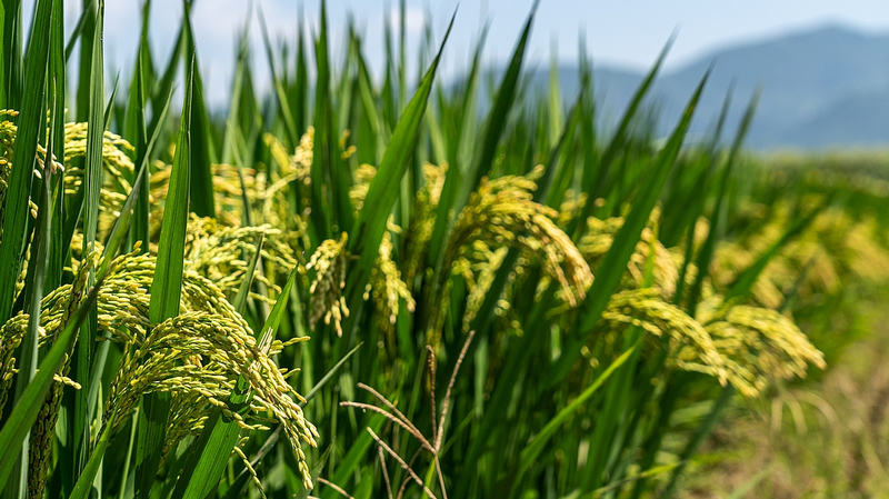 RYXZV8JU5JUZONVKF2FC - Namaste Headlines Beneficial Microbes: Nature’s Boost for Maize Yields in NW China