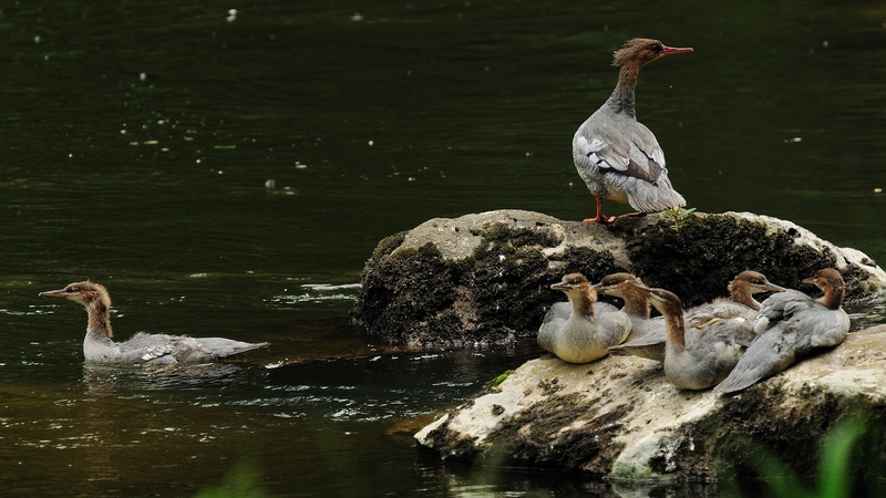 Rare Chinese Merganser Chicks Hatch at Changbai Mountain Rare_Chinese_Merganser_Chicks_Hatch_at_Changbai_Mountain video poster