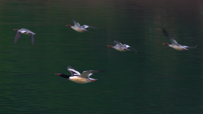 Rare Chinese Merganser Chicks Hatch on Changbai Mountain Rare_Chinese_Merganser_Chicks_Hatch_on_Changbai_Mountain video poster