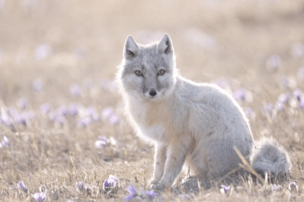 Rare Corsac Fox Duo Spotted in Inner Mongolia Grasslands Rare_Corsac_Fox_Duo_Spotted_in_Inner_Mongolia_Grasslands video poster