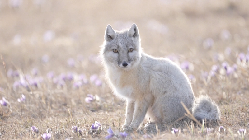Rare_Corsac_Fox_Duo_Spotted_in_Inner_Mongolia_Grasslands video poster