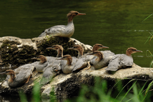 Rare_Merganser_Chicks_Hatch_at_Changbai_Mountain_poster - Namaste Headlines Rare_Merganser_Chicks_Hatch_at_Changbai_Mountain video poster