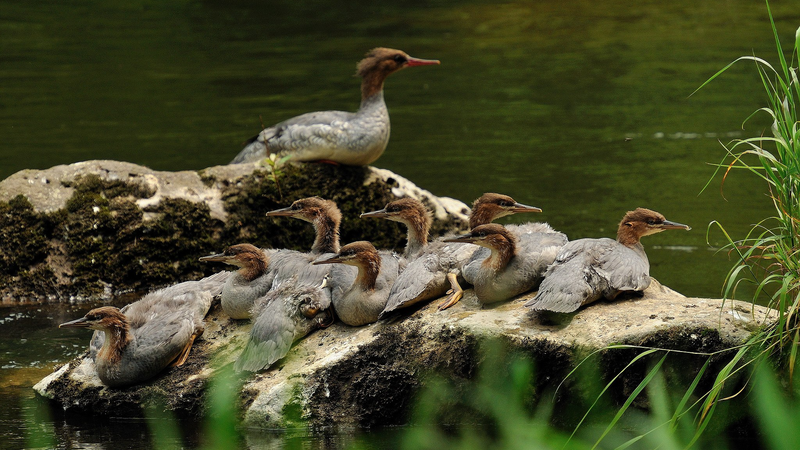 Rare_Merganser_Chicks_Hatch_at_Changbai_Mountain video poster