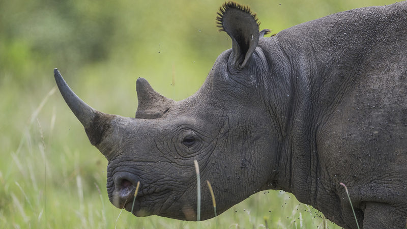 Rhino_Crisis_in_South_Africa__Over_100_Poached_in_3_Months_