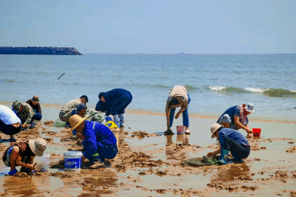 Rizhao’s Clam-Digging Craze Makes Waves! Rizhao_s_Clam_Digging_Craze_Makes_Waves_