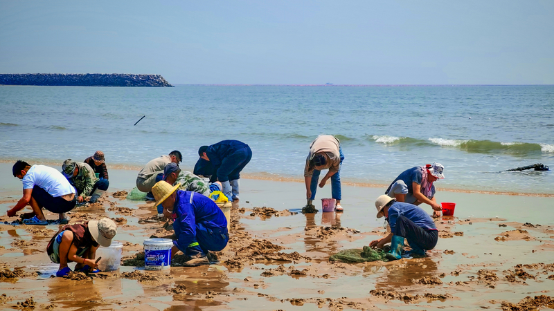 Rizhao_s_Clam_Digging_Craze_Makes_Waves_