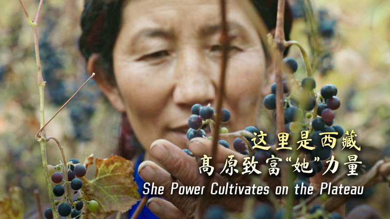 She Power Transforms Nanmu Village on the Xizang Plateau She_Power_Transforms_Nanmu_Village_on_the_Xizang_Plateau video poster