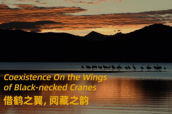 Soaring Harmony: 74 Years with Black-Necked Cranes Soaring_Harmony__74_Years_with_Black_Necked_Cranes video poster