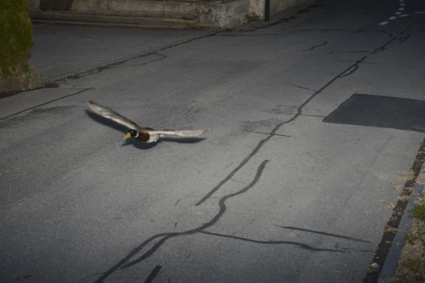 Speeding Mallard: Duck Caught Zooming at 52km/h in Switzerland! Speeding_Mallard__Duck_Caught_Zooming_at_52km_h_in_Switzerland_