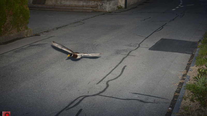 Speeding_Mallard__Duck_Caught_Zooming_at_52km_h_in_Switzerland_ - Namaste Headlines Speeding_Mallard__Duck_Caught_Zooming_at_52km_h_in_Switzerland_