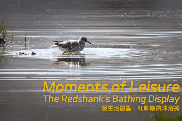 Splash of Life: Redshank’s Playful Bath Show Splash_of_Life__Redshank_s_Playful_Bath_Show video poster