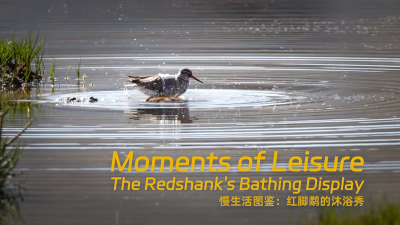 Splash_of_Life__Redshank_s_Playful_Bath_Show video poster