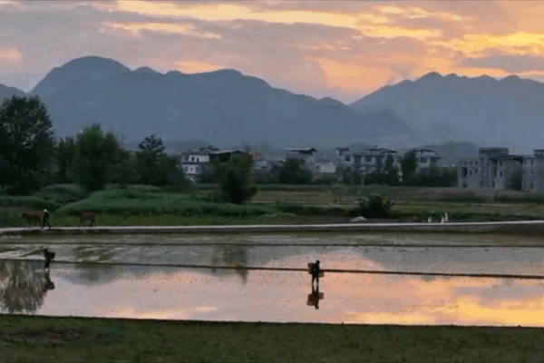 Sunset Magic: Chongqing Farmers Embrace Rice Planting Sunset_Magic__Chongqing_Farmers_Embrace_Rice_Planting video poster
