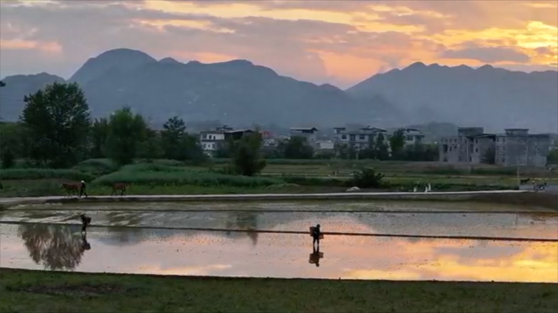 Sunset_Magic__Chongqing_Farmers_Embrace_Rice_Planting video poster