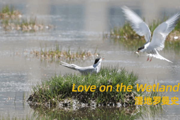 Tern’s Tale: Tender Love & Fierce Protection Tern_s_Tale__Tender_Love___Fierce_Protection video poster