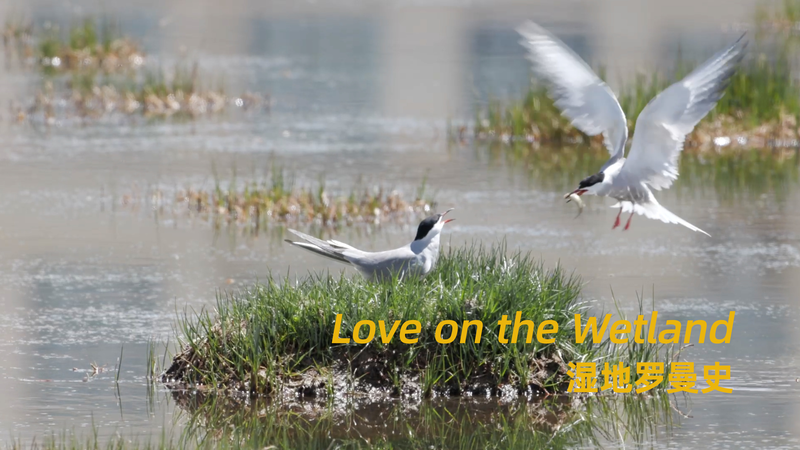 Tern_s_Tale__Tender_Love___Fierce_Protection video poster