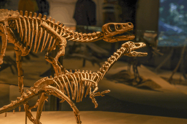 Unlock Prehistoric Secrets: China’s Dinosaur World in Shanghai! Unlock_Prehistoric_Secrets__China_s_Dinosaur_World_in_Shanghai_