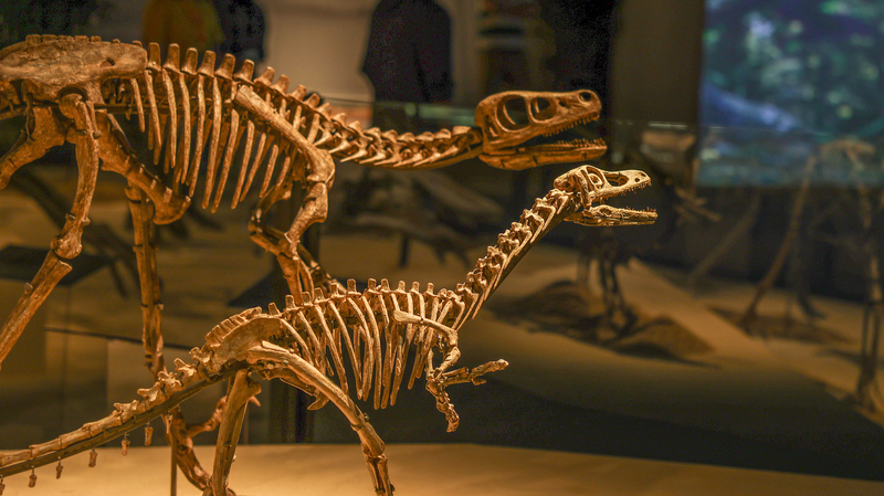 Unlock_Prehistoric_Secrets__China_s_Dinosaur_World_in_Shanghai_ - Namaste Headlines Unlock_Prehistoric_Secrets__China_s_Dinosaur_World_in_Shanghai_