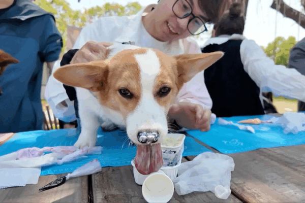 Wuxi Unleashes Pet-Friendly Vibes: Special Buses & Outdoor Fun! Wuxi_Unleashes_Pet_Friendly_Vibes__Special_Buses___Outdoor_Fun_ video poster