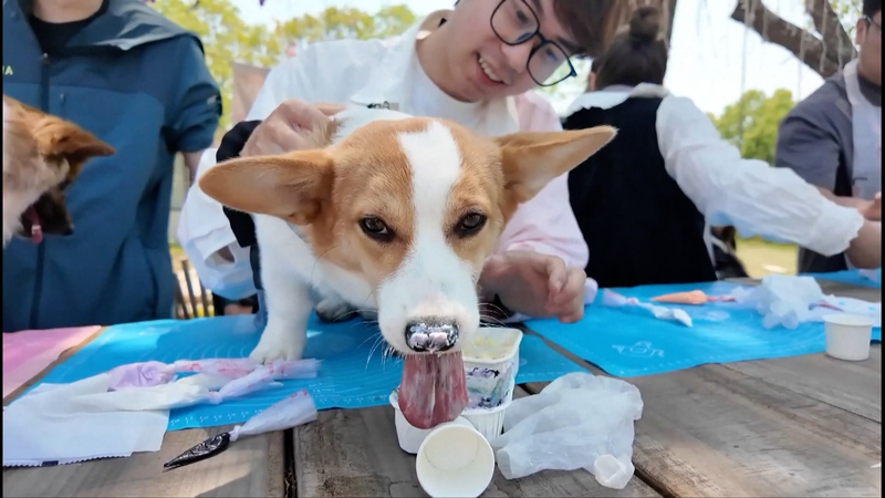 Wuxi_Unleashes_Pet_Friendly_Vibes__Special_Buses___Outdoor_Fun_ video poster