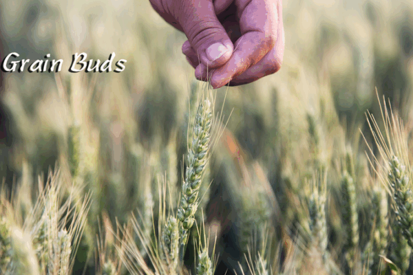 Xiaoman: Embrace Grain Buds Wisdom & Summer Vibes Xiaoman__Embrace_Grain_Buds_Wisdom___Summer_Vibes
