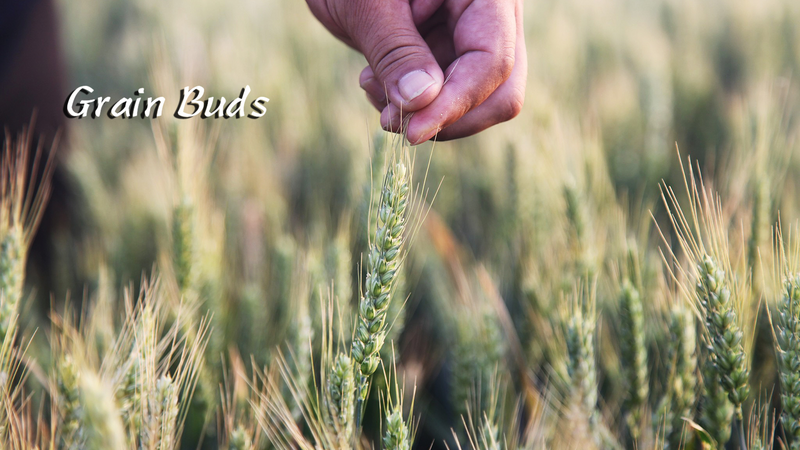 Xiaoman__Embrace_Grain_Buds_Wisdom___Summer_Vibes