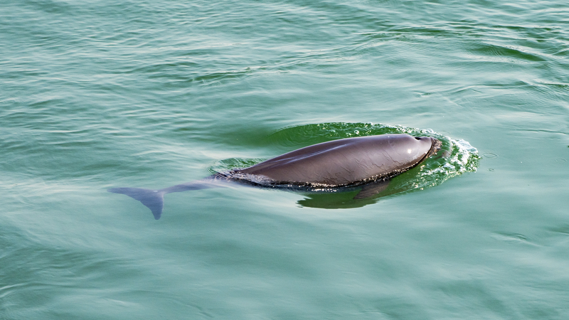 Yangtze_River_Fish_Revival__10_Year_Ban_Pays_Off