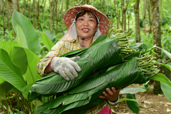 Zongzi Leaves Pave Way to Prosperity in Yashipu Village Zongzi_Leaves_Pave_Way_to_Prosperity_in_Yashipu_Village