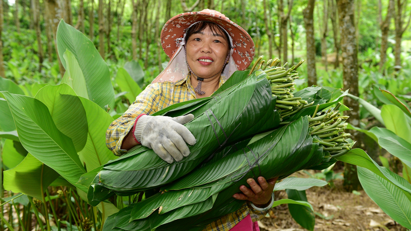 Zongzi_Leaves_Pave_Way_to_Prosperity_in_Yashipu_Village