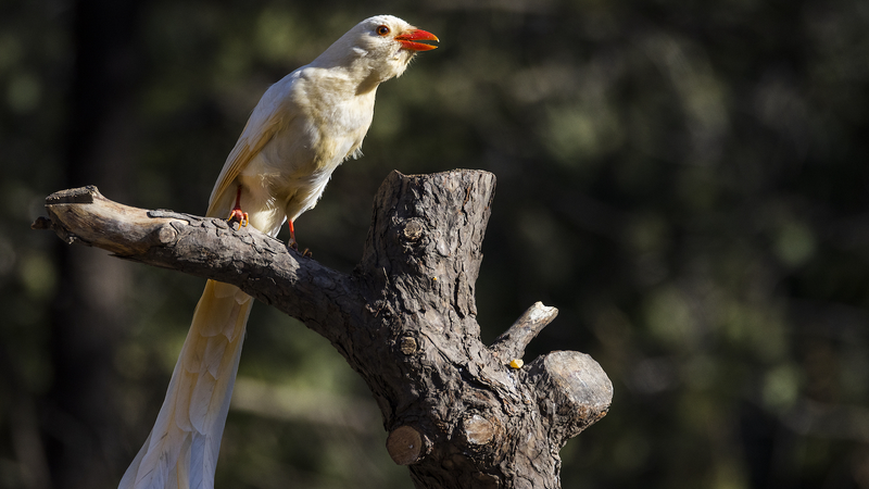 10 Years of Albino Awareness: Rare Wildlife in Focus 10_Years_of_Albino_Awareness__Rare_Wildlife_in_Focus