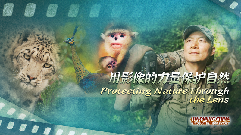 40_Years_of_Wildlife_Conservation_Through_Xi_Zhinong_s_Lens video poster
