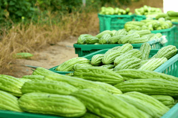 Bumper Bitter Gourd Harvest Lights Up Hainan’s Fengmu Town Bumper Bitter Gourd Harvest Lights Up Hainan’s Fengmu Town