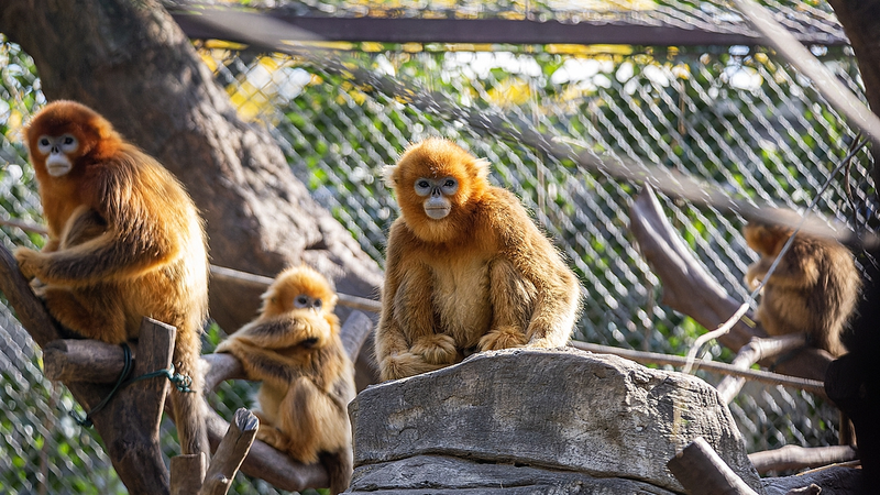 AI Boosts Protection for Golden Snub-Nosed Monkeys AI_Boosts_Protection_for_Golden_Snub_Nosed_Monkeys