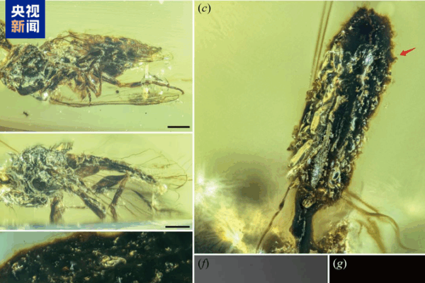 Amber Age Discovery: 100-Million-Year-Old Fungi Uncovered! Amber_Age_Discovery__100_Million_Year_Old_Fungi_Uncovered_