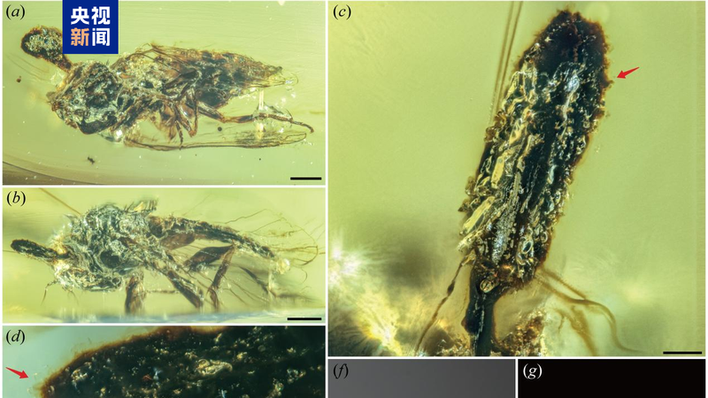 Amber_Age_Discovery__100_Million_Year_Old_Fungi_Uncovered_ - Namaste Headlines Amber_Age_Discovery__100_Million_Year_Old_Fungi_Uncovered_