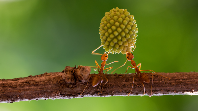 Ant Evolution Unlocked: Genetic Innovations Revealed Ant_Evolution_Unlocked__Genetic_Innovations_Revealed