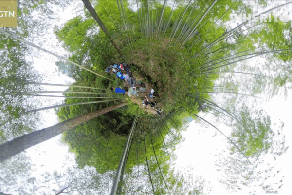 Bamboo-Powered Run: Nature Takes You for a Spin! Bamboo_Powered_Run__Nature_Takes_You_for_a_Spin_ video poster