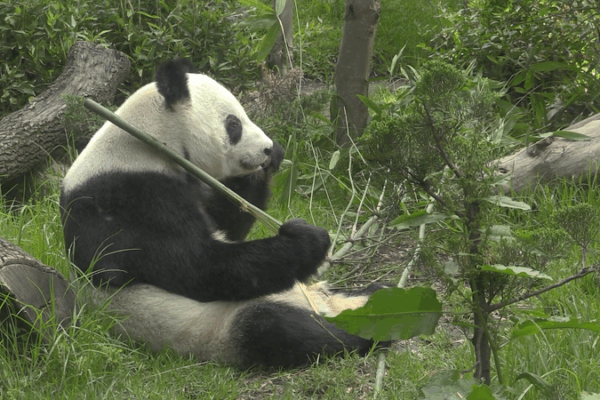Beloved Panda Xin Xin Celebrates 35 Remarkable Years in Mexico Beloved_Panda_Xin_Xin_Celebrates_35_Remarkable_Years_in_Mexico video poster