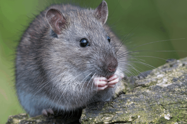 Breakthrough in Mammal Regeneration: A Genetic Switch Unlocked! Breakthrough_in_Mammal_Regeneration__A_Genetic_Switch_Unlocked_
