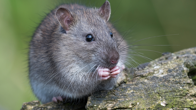 Breakthrough_in_Mammal_Regeneration__A_Genetic_Switch_Unlocked_